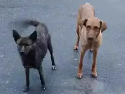 Cachorro ra a Vira lata idade 1 ano nome Xana