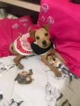 Bela