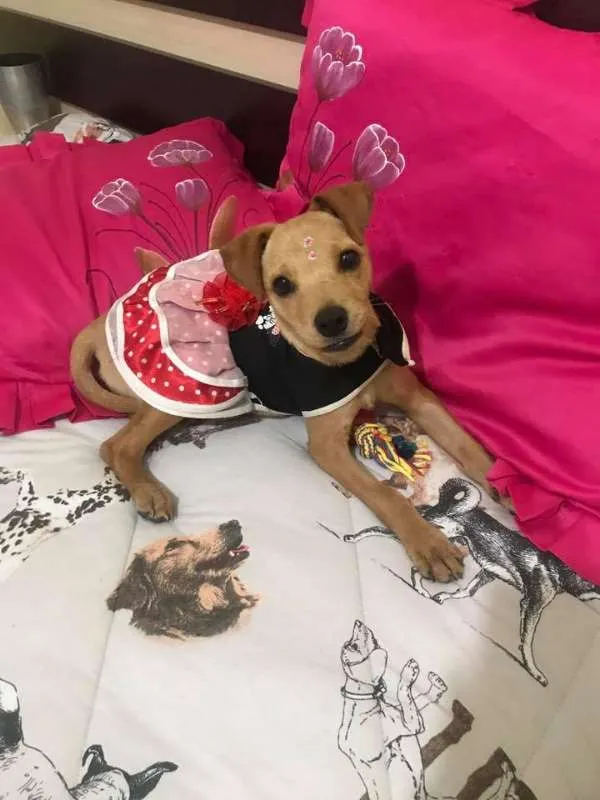 Cachorro ra a SRD idade 2 a 6 meses nome Bela