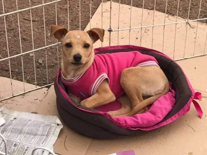 Cachorro ra a SRD idade 2 a 6 meses nome Bela