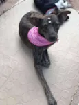 titi