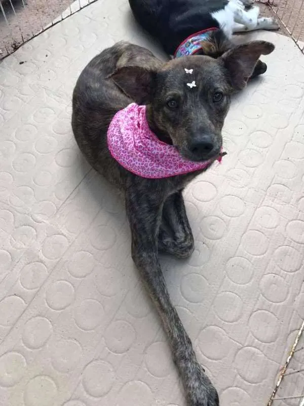 Cachorro ra a SRD idade 2 anos nome titi