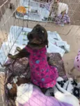titi
