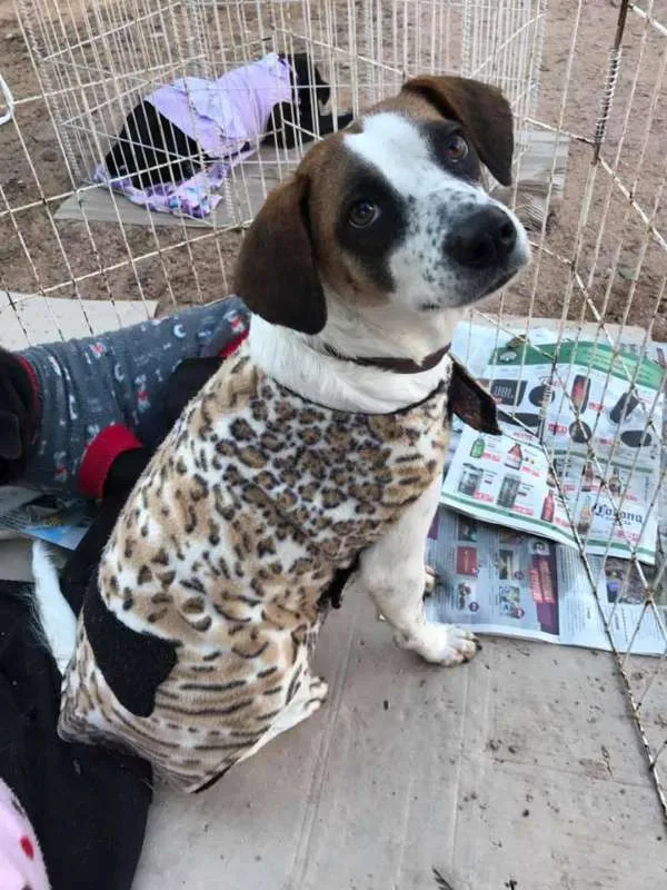 Cachorro ra a SRD idade 4 anos nome Gorda
