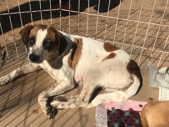 Cachorro ra a SRD idade 4 anos nome Gorda