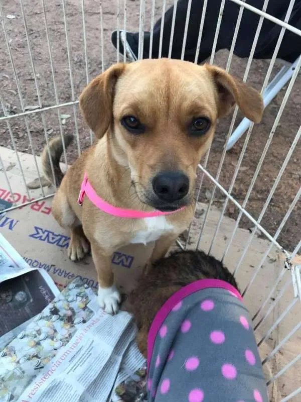 Cachorro ra a SRD idade 1 ano nome Atena