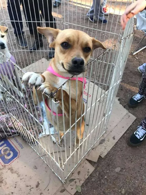 Cachorro ra a SRD idade 1 ano nome Atena
