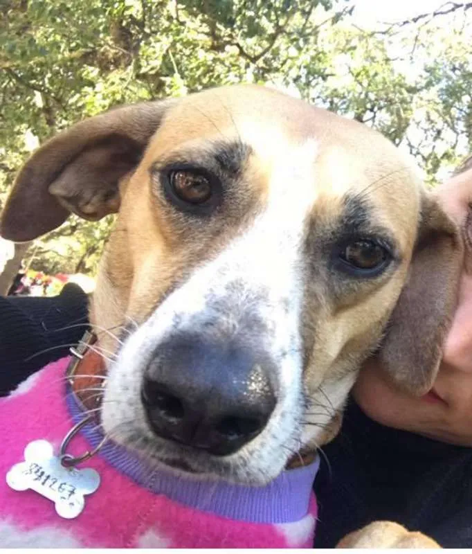 Cachorro ra a SRD idade 2 anos nome pan