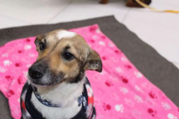 Cachorro ra a SRD idade 2 anos nome Romeu