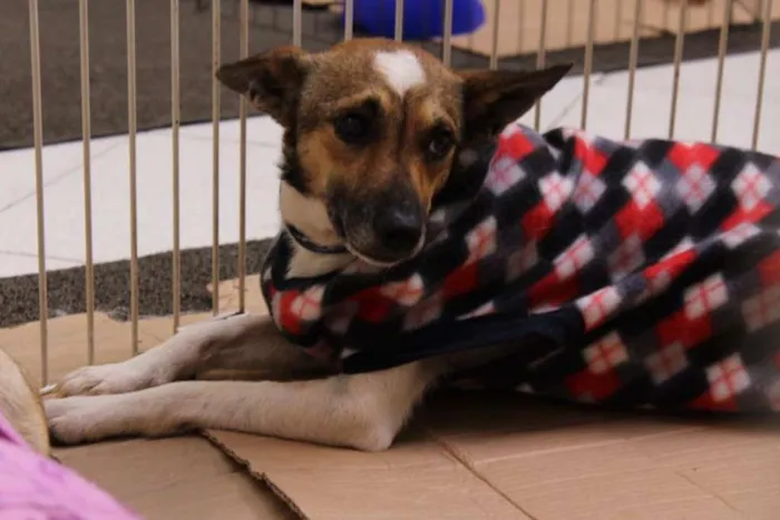 Cachorro ra a SRD idade 2 anos nome Romeu