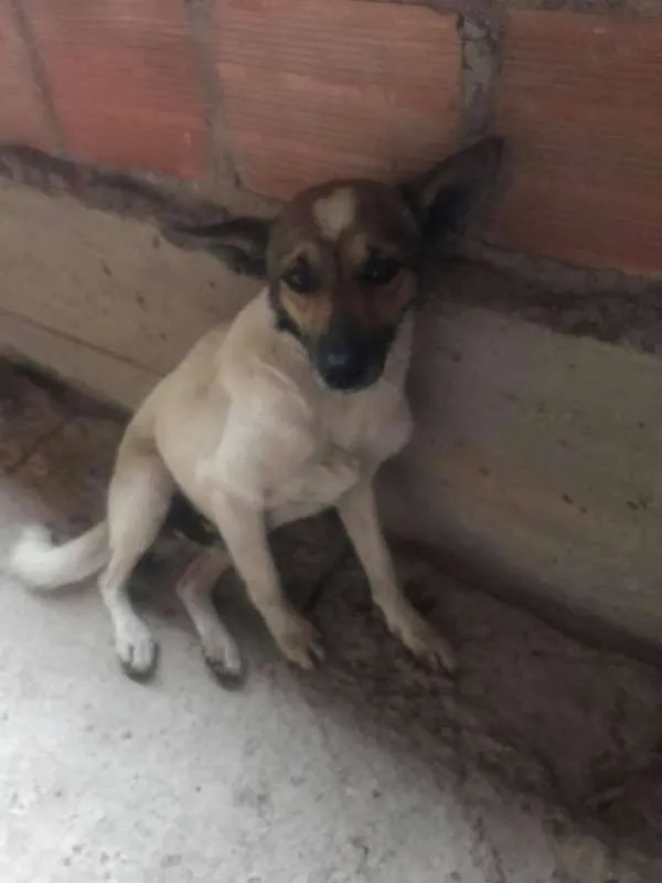 Cachorro ra a SRD idade 2 anos nome Romeu