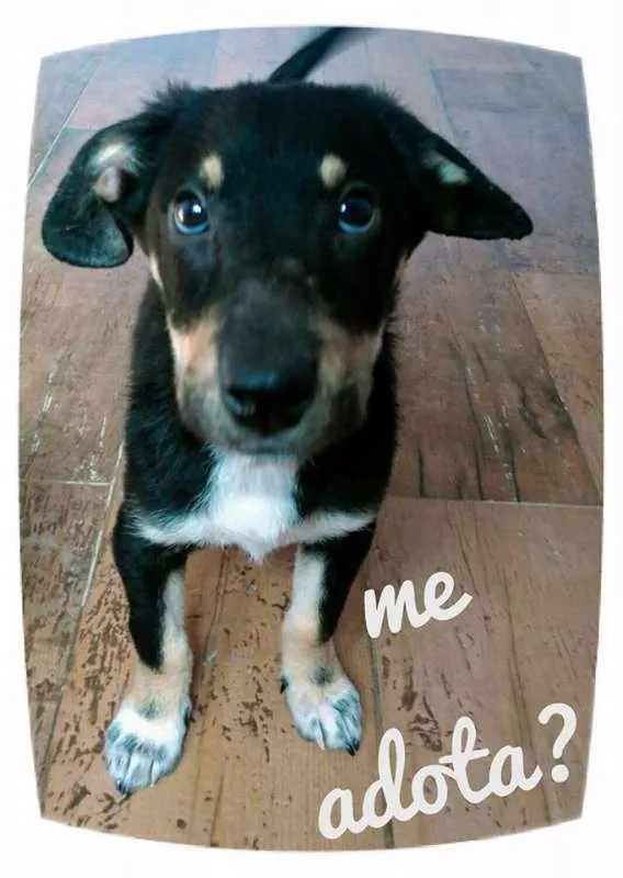 Cachorro ra a SRD idade 2 a 6 meses nome Preto