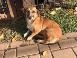 Cachorro raça SRD idade 1 ano nome Raposinha