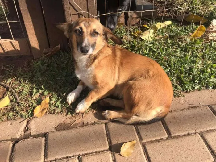Cachorro ra a SRD idade 1 ano nome Raposinha