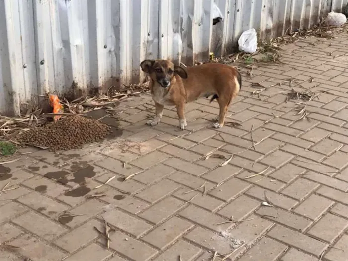 Cachorro ra a SRD idade 1 ano nome Raposinha