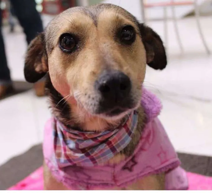 Cachorro ra a SRD idade 2 anos nome Julieta