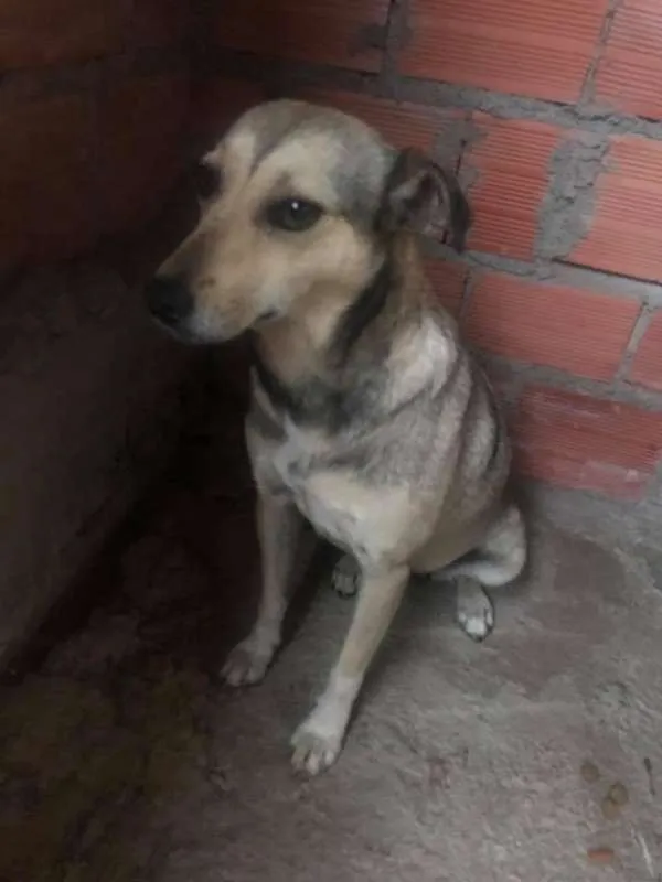 Cachorro ra a SRD idade 2 anos nome Julieta
