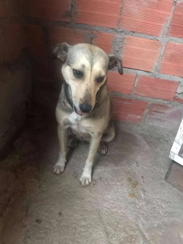 Cachorro ra a SRD idade 2 anos nome Julieta
