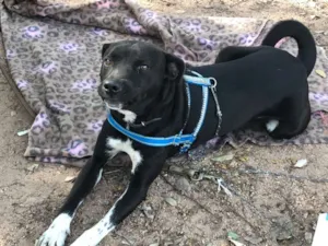 Cachorro raça SRD idade 1 ano nome Pirulito