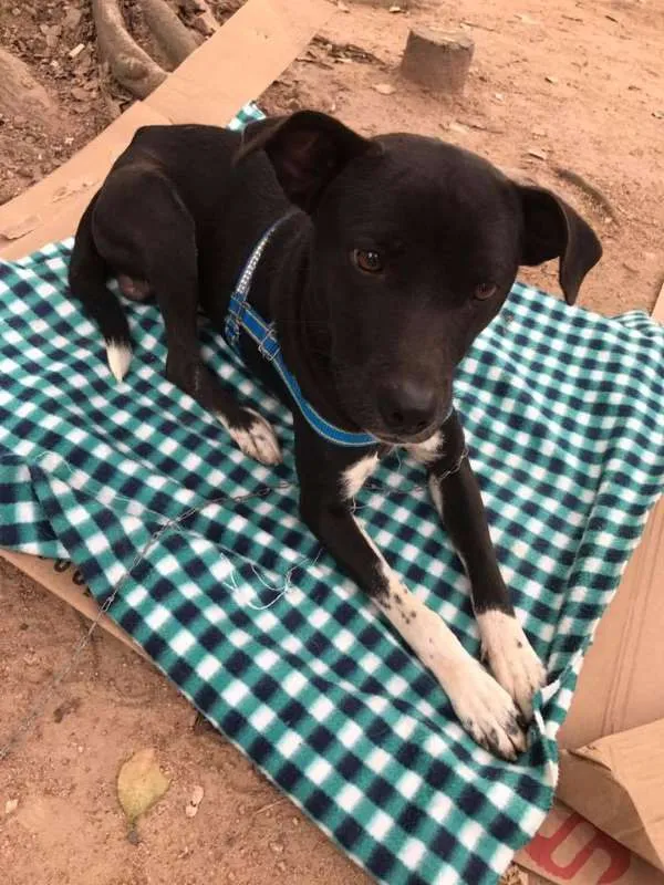 Cachorro ra a SRD idade 1 ano nome Pirulito