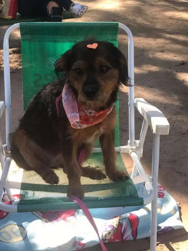 Cachorro ra a SRD idade 2 anos nome Dóris