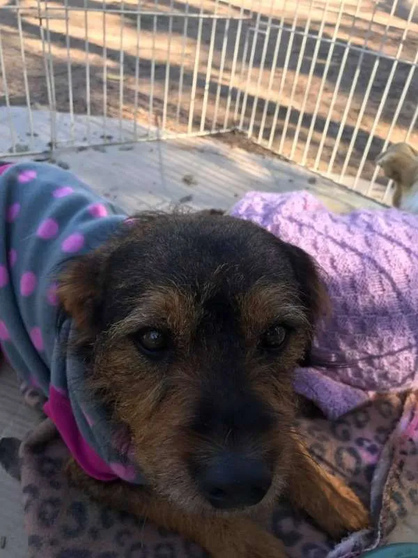 Cachorro ra a SRD idade 2 anos nome Dóris