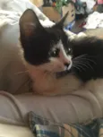 Pretinha