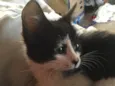 Pretinha