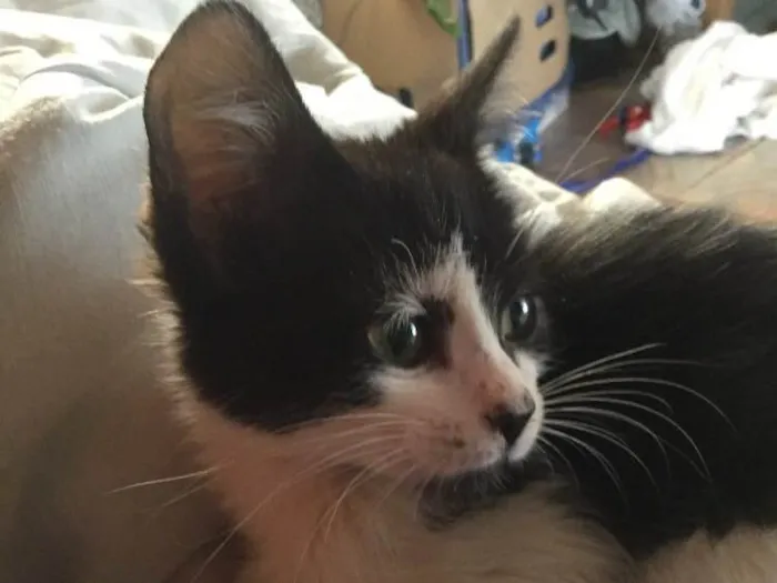 Gato ra a  idade 2 a 6 meses nome Pretinha