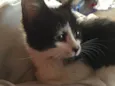 Pretinha