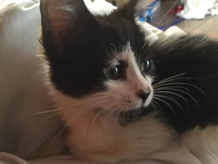 Gato ra a  idade 2 a 6 meses nome Pretinha