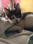 Pretinha