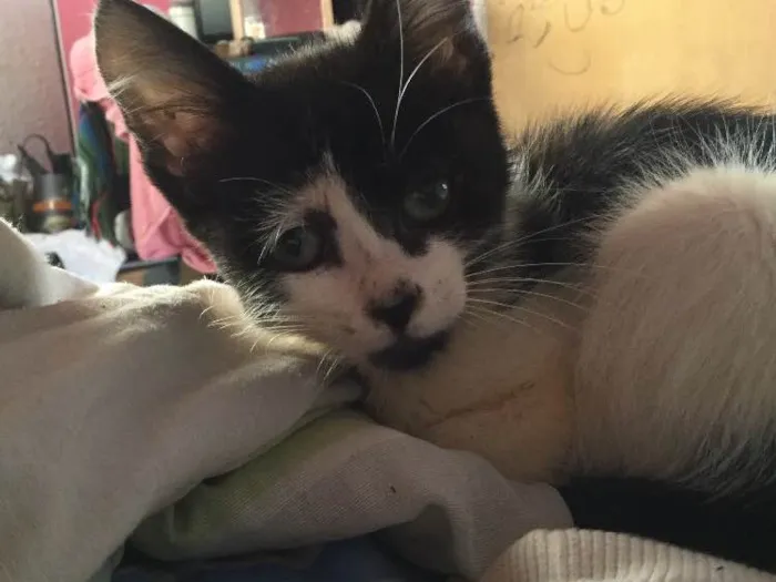 Gato ra a  idade 2 a 6 meses nome Pretinha