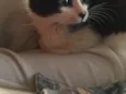 Pretinha
