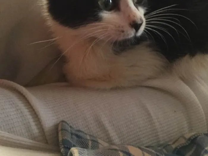 Gato ra a  idade 2 a 6 meses nome Pretinha