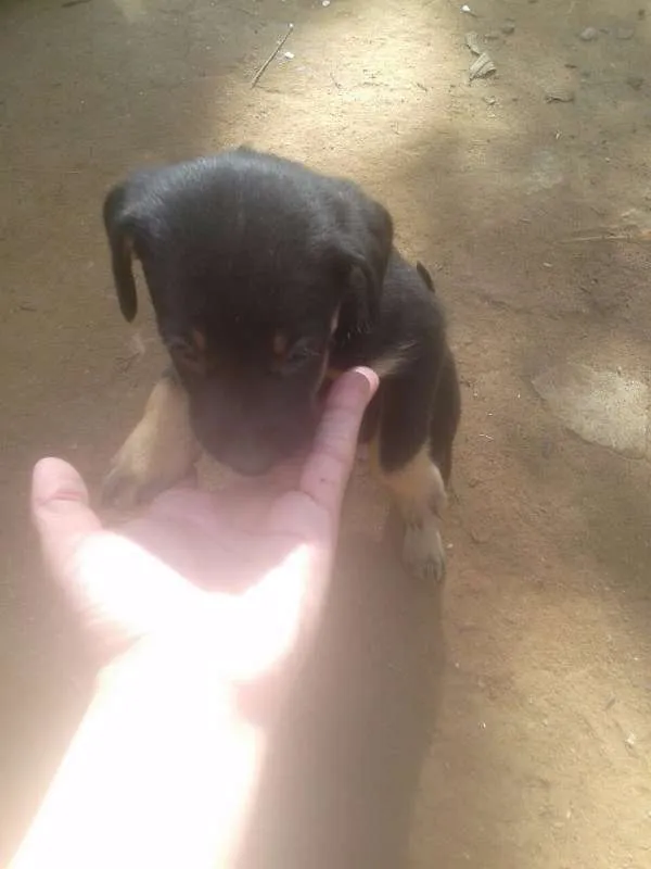 Cachorro ra a Vira lata idade Abaixo de 2 meses nome Bebês ainda sem nome