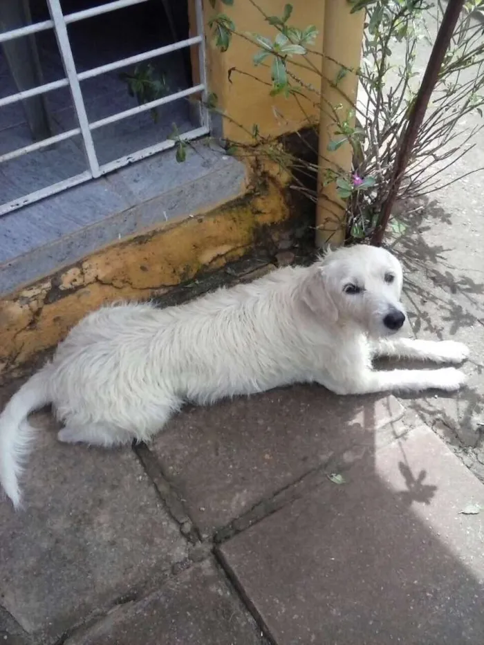 Cachorro raça Lhasa Apso idade 2 anos nome Branco