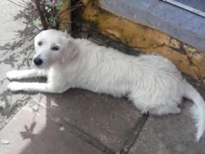 Cachorro raça Lhasa Apso idade 2 anos nome Branco
