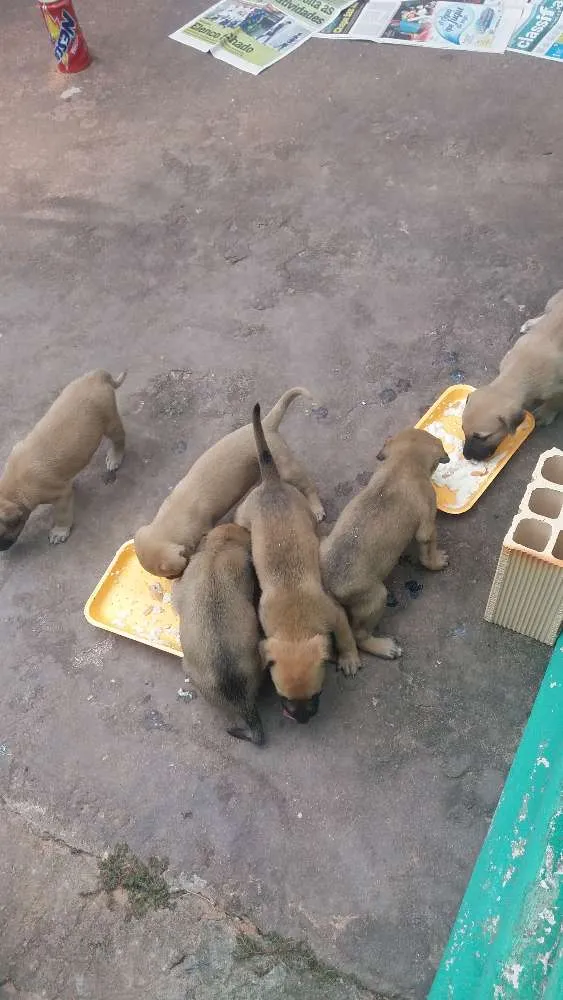 Cachorro raça Vira lata idade Abaixo de 2 meses nome Princesa, Hulk, Kuka