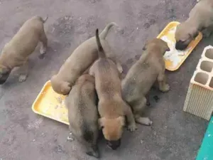 Cachorro raça Vira lata idade Abaixo de 2 meses nome Princesa, Hulk, Kuka