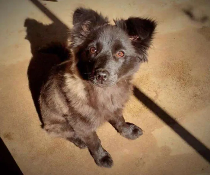 Cachorro ra a Não idade 2 a 6 meses nome Neguinho