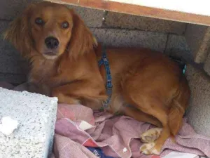 Cachorro raça Não sei idade 1 ano nome Não sei o nome