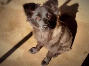 Cachorro raça Não idade 2 a 6 meses nome Neguinho
