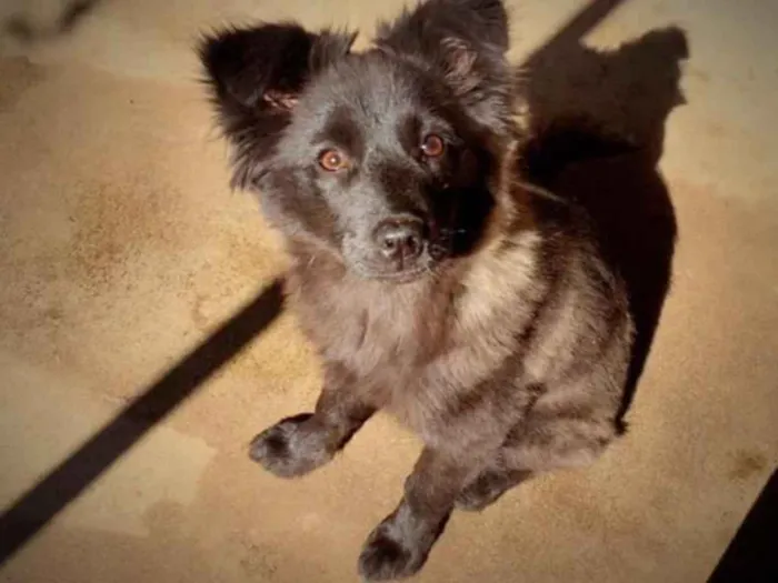 Cachorro ra a Não idade 2 a 6 meses nome Neguinho