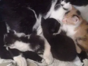 Gato raça  idade Abaixo de 2 meses nome Não tem nome