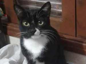 Gato raça Sem raça  idade 1 ano nome Menina