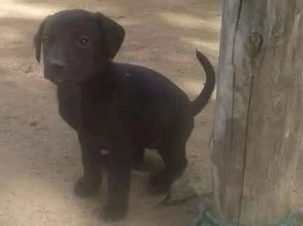 Cachorro ra a Vira lata idade Abaixo de 2 meses nome Bebês ainda sem nome
