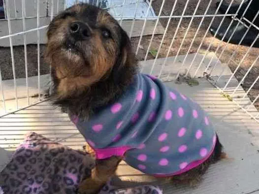 Cachorro ra a SRD idade 2 anos nome Dóris