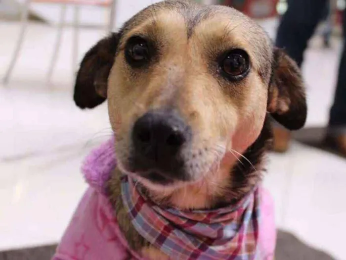 Cachorro ra a SRD idade 2 anos nome Julieta