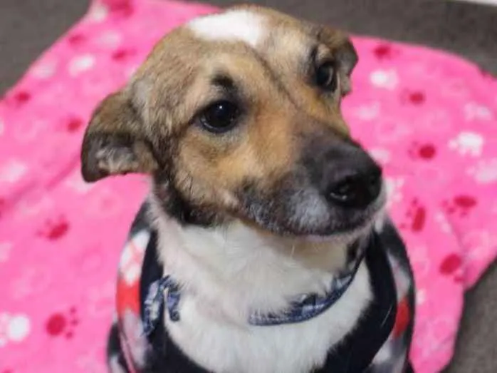 Cachorro ra a SRD idade 2 anos nome Romeu